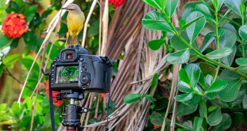 Canon 5D Specs & Features: Is It Still Worthy In 2022?